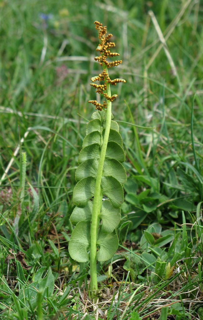 Botrychium lunaria